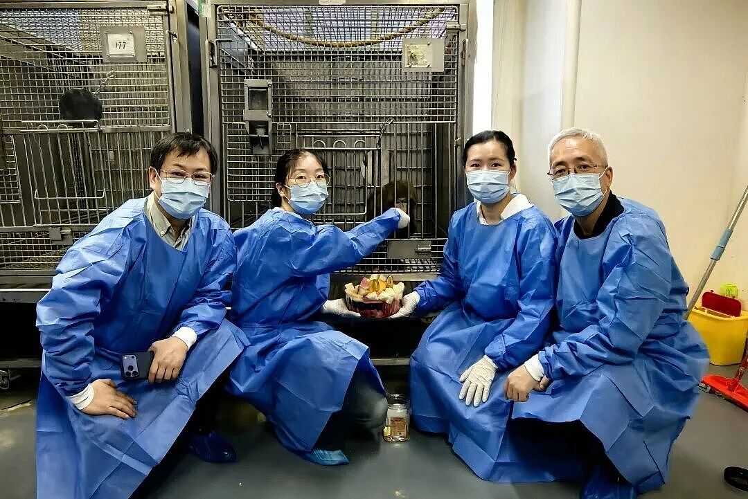 猪肾移植到猴身上,存活超620天刷新纪录,异种器官移植迎来“中国时刻” - 3