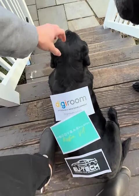 老哥突发奇想,在狗狗身上广告位招租!没想到赚疯直接原地辞职...这都行?! - 6